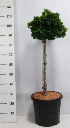 Dwergcypres Op Stam (Chamaecyparis Obtusa 'Nana Gracilis') 5 Dwergcypres Op Stam (Chamaecyparis Obtusa 'Nana Gracilis') -Planten Verkoopwinkel nanagracilis