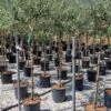 Olijf Als Halfstam (Olea Europaea 'leccino') -Planten Verkoopwinkel olea europaea leccino halfstam 1