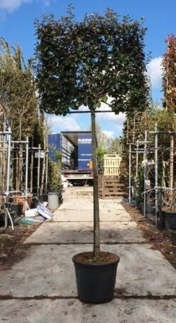 Olijfwilg Halfstam Als Leiboom (Elaeagnus Ebbingei) -Planten Verkoopwinkel olijfwilg leivorm