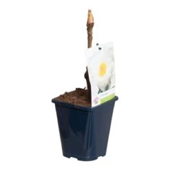 Witte Boompioen (Paeonia Suffruticosa) -Planten Verkoopwinkel paeonia suff. wit p11 2