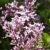 Dwerg Sering (Syringa Meyeri 'Palibin') -Planten Verkoopwinkel palibin