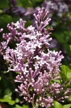 Sering Op Stam (Syringa Meyeri 'Palibin') -Planten Verkoopwinkel palibin 1