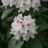 Rhododendron (Rhododendron 'Schneeauge') -Planten Verkoopwinkel papr00234