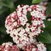 Groenblijvende Sneeuwbal (Viburnum Tinus 'Eve Price') -Planten Verkoopwinkel phbe06702 2