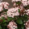 Sneeuwbal (Viburnum Tinus 'Lisa Rose') -Planten Verkoopwinkel phbe06704 1