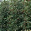 Amerikaanse Hulst (Ilex 'Nellie R Stevens') -Planten Verkoopwinkel phbe08301