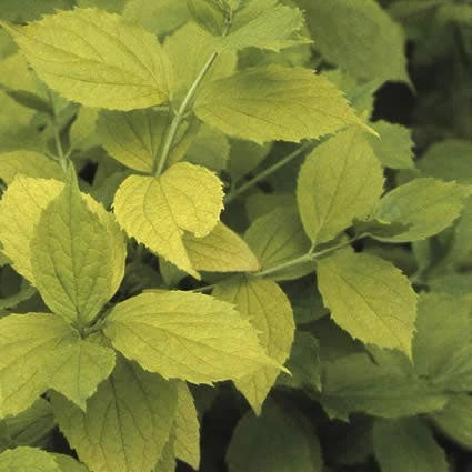 Boerenjasmijn (Philadelphus Coronarius 'Aureus') 3 Boerenjasmijn (Philadelphus Coronarius 'Aureus')
