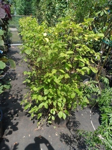 Boerenjasmijn (Philadelphus Coronarius 'Aureus') 4 Boerenjasmijn (Philadelphus Coronarius 'Aureus') - Afbeelding 2