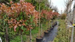 Glansmispel Op Stam (Photinia Fraseri 'Red Robin') -Planten Verkoopwinkel photinia