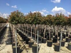 Glansmispel Op Stam (Photinia Fraseri 'Red Robin') -Planten Verkoopwinkel photinia 120 140cm stam