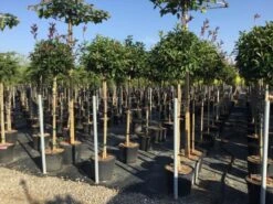 Glansmispel Op Stam (Photinia Fraseri 'Red Robin') -Planten Verkoopwinkel photinia 120 140cm stam 2