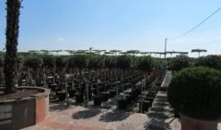 Glansmispel Op Stam (Photinia Fraseri 'Little Red Robin') -Planten Verkoopwinkel photinia fraseri little red robin halfstam