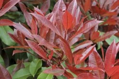 Glansmispel Op Stam (Photinia Fraseri 'Red Robin')