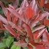 Glansmispel Als Leiboom (Photinia Fraseri 'Red Robin') -Planten Verkoopwinkel photinia fraseri red robin01 7