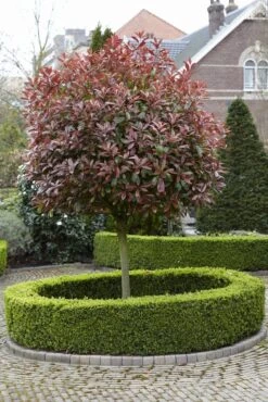 Glansmispel Als Boom (Photinia Fraseri 'Red Robin') 14 Glansmispel Als Boom (Photinia Fraseri 'Red Robin') -Planten Verkoopwinkel photinia fraseri red robin02