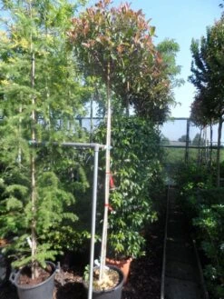 Glansmispel Als Boom (Photinia Fraseri 'Red Robin') 13 Glansmispel Als Boom (Photinia Fraseri 'Red Robin') -Planten Verkoopwinkel photinia fraseri red robin 10 12ho cont