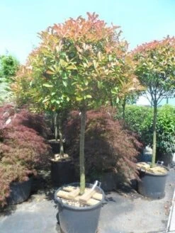 Glansmispel Op Stam (Photinia Fraseri 'Red Robin') -Planten Verkoopwinkel photinia fraseri red robin 100 120stam c110 extra
