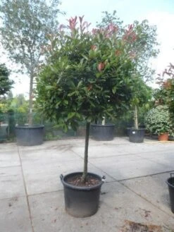Glansmispel Op Stam (Photinia Fraseri 'Red Robin') -Planten Verkoopwinkel photinia fraseri red robin 100stam c160 solitair 1