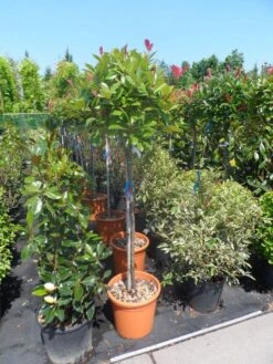 Glansmispel Op Stam (Photinia Fraseri 'Red Robin') -Planten Verkoopwinkel photinia fraseri red robin 100stam c20
