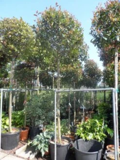 Glansmispel Als Boom (Photinia Fraseri 'Red Robin') 15 Glansmispel Als Boom (Photinia Fraseri 'Red Robin') -Planten Verkoopwinkel photinia fraseri red robin 12 14 16ho cont