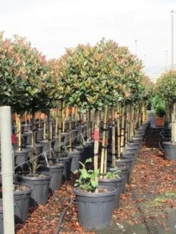 Glansmispel Op Stam (Photinia Fraseri 'Red Robin') -Planten Verkoopwinkel photinia fraseri red robin halfstam 6