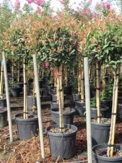 Glansmispel Op Stam (Photinia Fraseri 'Red Robin') -Planten Verkoopwinkel photinia fraseri red robin halfstam 7