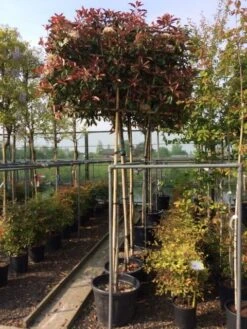 Glansmispel Als Leiboom (Photinia Fraseri 'Red Robin') -Planten Verkoopwinkel photinia lei 10 12cm