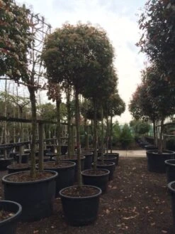 Glansmispel Als Boom (Photinia Fraseri 'Red Robin') 19 Glansmispel Als Boom (Photinia Fraseri 'Red Robin') -Planten Verkoopwinkel photinia red robin 2025