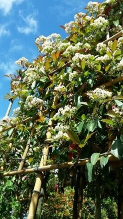 Glansmispel Als Leiboom (Photinia Fraseri 'Red Robin') -Planten Verkoopwinkel photinialeiboom01