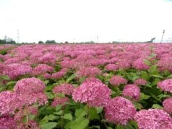 Hortensia (Hydrangea 'Pink Annabelle') -Planten Verkoopwinkel pink annabelle 4