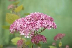 Hortensia (Hydrangea 'Pink Annabelle') -Planten Verkoopwinkel pink annabelle 8