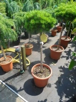 Den Op Stam (Pinus Nigra 'Brepo') -Planten Verkoopwinkel pinus nigra brepo 60 80stam c20