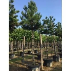 Oostenrijkse Den Als Boom (Pinus Nigra Nigra) -Planten Verkoopwinkel pinus nigra nigra 20 25