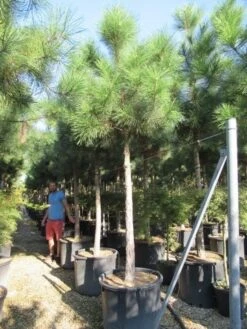 Oostenrijkse Den Als Boom (Pinus Nigra Nigra) -Planten Verkoopwinkel pinus nigra nigra 20 25 2