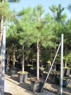 Oostenrijkse Den Als Boom (Pinus Nigra Nigra) -Planten Verkoopwinkel pinus nigra nigra 20 25 4
