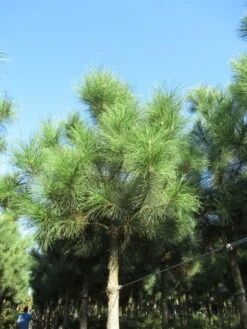 Oostenrijkse Den Als Boom (Pinus Nigra Nigra) -Planten Verkoopwinkel pinus nigra nigra 2
