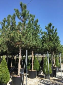 Oostenrijkse Den Als Boom (Pinus Nigra Nigra) -Planten Verkoopwinkel pinus nigra nigra 30 35