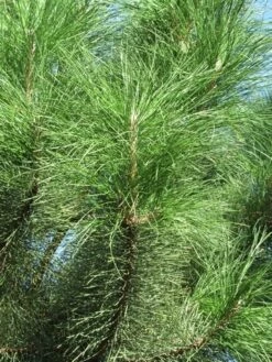 Oostenrijkse Den Als Boom (Pinus Nigra Nigra) -Planten Verkoopwinkel pinus nigra nigra 3
