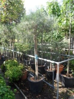 Parasolden Op Stam (Pinus Pinea) 20 Parasolden Op Stam (Pinus Pinea) -Planten Verkoopwinkel pinus pinea 120 150stam c50 1