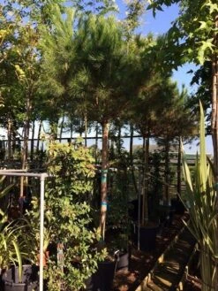 Parasolden Op Stam (Pinus Pinea) 23 Parasolden Op Stam (Pinus Pinea) -Planten Verkoopwinkel pinus pinea 2025cm stam 200cm 1