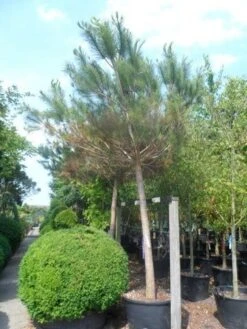 Parasolden Op Stam (Pinus Pinea) 17 Parasolden Op Stam (Pinus Pinea) -Planten Verkoopwinkel pinus pinea 30 40ho c350 1