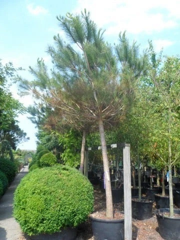 Parasolden Op Stam (Pinus Pinea) 7 Parasolden Op Stam (Pinus Pinea) - Afbeelding 5