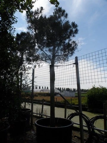 Parasolden Op Stam (Pinus Pinea) 9 Parasolden Op Stam (Pinus Pinea) - Afbeelding 7