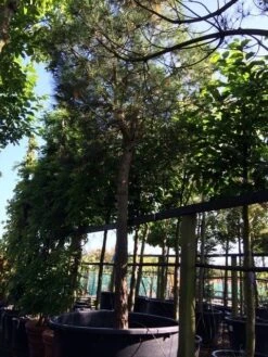 Parasolden Op Stam (Pinus Pinea) 22 Parasolden Op Stam (Pinus Pinea) -Planten Verkoopwinkel pinus pinea 3540cm c750 250cm stam 1