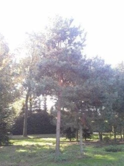 Grove Den (Pinus Sylvestris) -Planten Verkoopwinkel pinus sylvestris 60 70 1