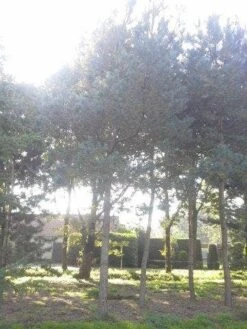 Grove Den (Pinus Sylvestris) -Planten Verkoopwinkel pinus sylvestris 60 70 2