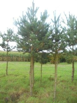 Grove Den (Pinus Sylvestris) -Planten Verkoopwinkel pinus sylvestris opstam 20 25 1