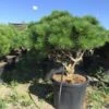 Meerstammige Japanse Pijnboom (Pinus Parviflora 'Brevifolia') -Planten Verkoopwinkel pinusbrevifoliameerstammig01