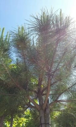 Parasolden (Pinus Pinea) -Planten Verkoopwinkel pinuspinea01