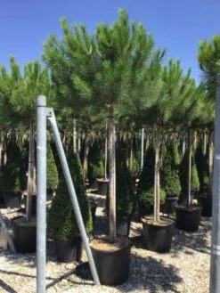 Parasolden (Pinus Pinea) -Planten Verkoopwinkel pinuspinea18 20cm01